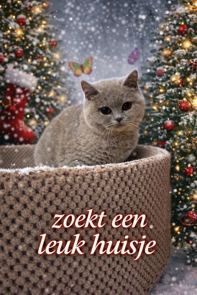 Brits korthaar, Dieren en Toebehoren, Katten en Kittens | Raskatten | Korthaar, Gechipt