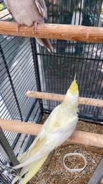Handtame valkparkiet, Dieren en Toebehoren, Tam
