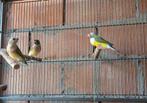 Gouldamadines, Dieren en Toebehoren