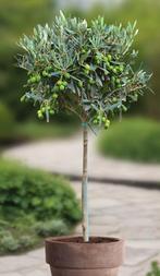 Olivier, Jardin & Terrasse, Enlèvement