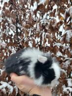 Super mooi nederlands dwerg hangoortje voedster BO, Dieren en Toebehoren, Konijnen