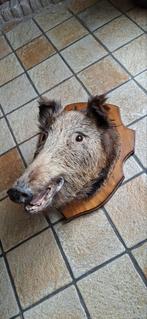 Taxidermie everzwijn, Verzamelen, Ophalen, Zo goed als nieuw