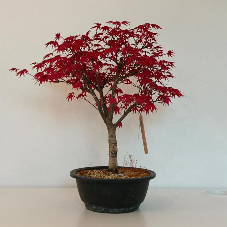 Bonsai Acer palmatum 'deshojo', Tuin en Terras, Planten | Bomen, Overige soorten, Minder dan 100 cm, Halfschaduw, Lente, In pot