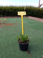 Carex Foliossissima 'Irish Green', Tuin en Terras, Ophalen of Verzenden, Siergrassen