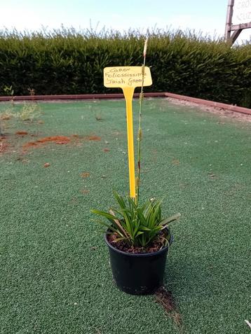 Carex Foliossissima 'Irish Green' beschikbaar voor biedingen