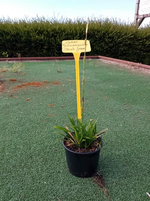 Carex Foliossissima 'Irish Green', Tuin en Terras, Planten | Tuinplanten, Siergrassen, Ophalen of Verzenden