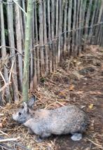 Dwergkonijntjes M, Dieren en Toebehoren, Konijnen, Mannelijk