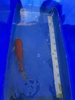 Japanse koi jumbo tosai, Karper of Koi