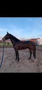 10 jarige merrie te koop, Dieren en Toebehoren, Paarden, Merrie, Springpaard, 7 tot 10 jaar, 165 tot 170 cm