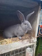 Rammelaar ter dekking aangeboden raszuivere blauwe van ham, Dieren en Toebehoren, Konijnen