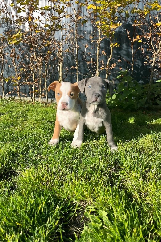 Prachtige Amerikaanse Stafford pups, Dieren en Toebehoren, Honden | Jack Russells en Terriërs, Meerdere dieren, American Staffordshire Terriër