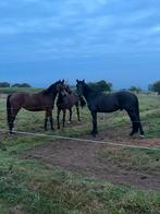 Plekje voor 2 paarden aangeboden, Dieren en Toebehoren, Stalling en Weidegang, Weidegang, 2 of 3 paarden of pony's