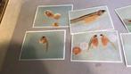Epreuves chromo Idac (f3), Enlèvement ou Envoi, Comme neuf, Animal, Photo