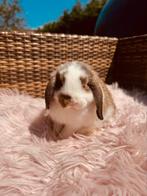 NHD konijntjes, Dieren en Toebehoren, Konijnen, Mannelijk, Hangoor, 0 tot 2 jaar