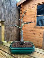 Bonsai Acer Palmatum Shishigashira, Tuin en Terras, Ophalen