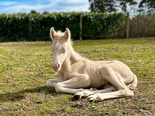 Hengsten veulens, Dieren en Toebehoren, Paarden, Gechipt