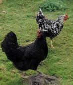 Sierkippen dalmatier leghorn en groenleggers, Dieren en Toebehoren, Pluimvee