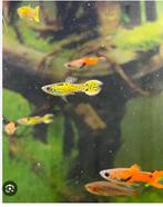 Guppies volwassen, Dieren en Toebehoren, Vis, Zoetwatervis, Schoolvis