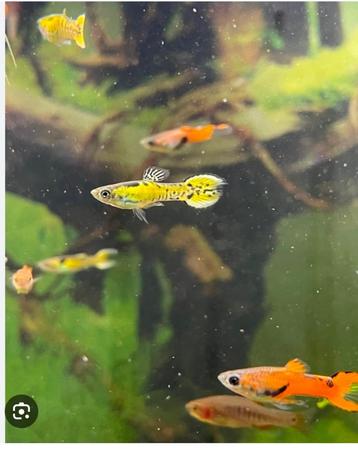 Guppies volwassen, Poisson, Poisson d'eau douce, Banc de poissons
