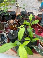 Allerlei kleine citoenplantjes, Ophalen