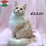 Maine Coon kattinnen - Blue Silver Tortie & Crème Silver, Poes, Gechipt, 0 tot 2 jaar