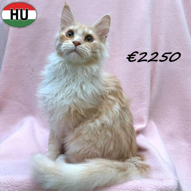 Maine Coon kattinnen - Blue Silver Tortie & Crème Silver, Dieren en Toebehoren, Katten en Kittens | Raskatten | Langhaar, Poes