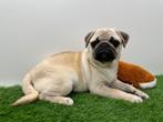 Mopshond pups, België, Overige rassen, 8 tot 15 weken, CDV (hondenziekte)
