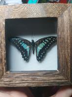Papillon en peluche, Collections, Collections Animaux, Comme neuf, Enlèvement ou Envoi