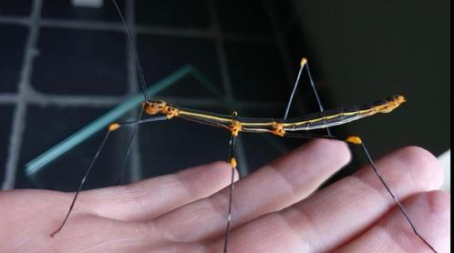 Verschillende soorten wandelende takken, Dieren en Toebehoren, Insecten en Spinnen, Wandelende tak