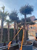 Palmbomen trachycarpus fortunei, Ophalen of Verzenden