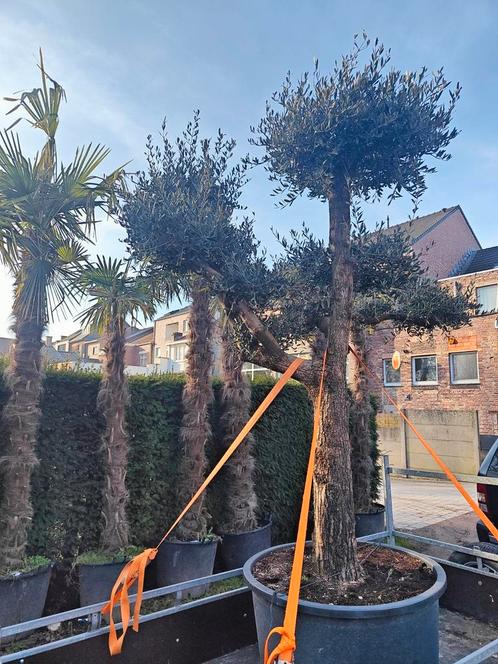 Palmbomen trachycarpus fortunei, Tuin en Terras, Planten | Bomen, Ophalen of Verzenden