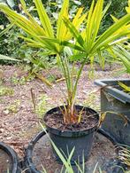 Winterharde palmbomen, Tuin en Terras, Ophalen