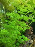 Limnophila sessiliflora (Ambulia), Enlèvement, Neuf, Plante(s), Pierre ou Bois