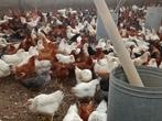 jonge legkippen legklaar, Dieren en Toebehoren, Kip