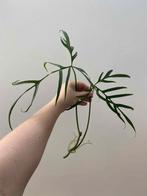 Philodendron polypodioides (tortum), Huis en Inrichting, Kamerplanten, Ophalen of Verzenden