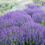 Salvia nemorosa 'Ostfriesland', Ophalen, Zomer, Vaste plant