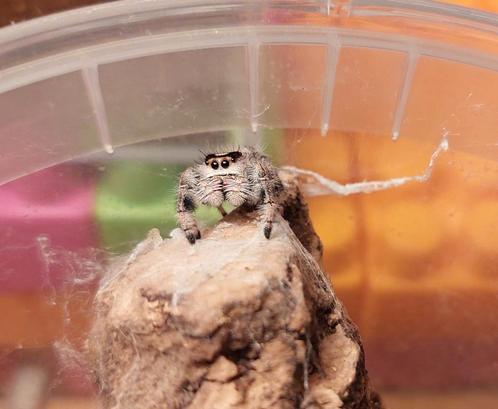 Phidippus regius, Animaux & Accessoires, Reptiles & Amphibiens