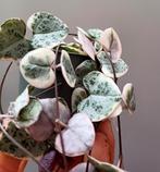 Ceropegia woodii 'Variegata ', Enlèvement ou Envoi