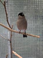 Goudvinken 2025, Dieren en Toebehoren