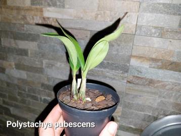 Petite Orchidée africaine Polystachya pubescens