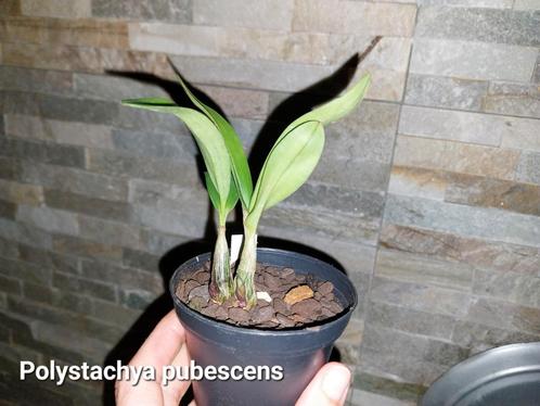 Kleine Afrikaanse Orchidee Polystachya pubescens, Huis en Inrichting, Kamerplanten, Ophalen of Verzenden