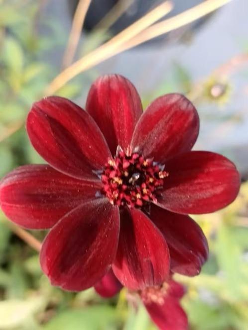 Grote potten chocolade cosmos, lange bloeier en geurend, Tuin en Terras, Planten | Tuinplanten, Vaste plant, Overige soorten, Volle zon
