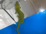 Madagaskar dag gekko, Dieren en Toebehoren, Amfibie, 0 tot 2 jaar