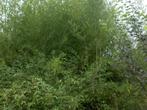Bamboe Phyllostachys humilis, Tuin en Terras, Ophalen, Bamboe
