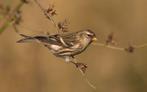 Barmsijs, Dieren en Toebehoren