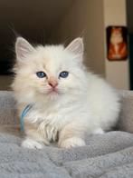 Siberische (Neva Masquerade ) kitten te koop, Meerdere dieren, Met stamboom, 0 tot 2 jaar