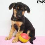 Berger Allemand (noir&feu - noir) - chiots belges à vendre, Commerçant, 8 à 15 semaines, Plusieurs, Parvovirose