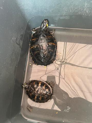 Geelbuikschildpadden beschikbaar voor biedingen