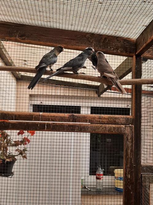 pennant en bleekkopparkieten, Dieren en Toebehoren, Vogels | Parkieten en Papegaaien, Parkiet, Meerdere dieren