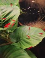 Vuurgarnaaltjes en ancistrussen, Dieren en Toebehoren, Vissen | Aquariumvissen